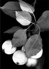 CHERIE RANSON CARD BLACK AND WHITECHERIE RANSON CARD BLACK AND WHITE