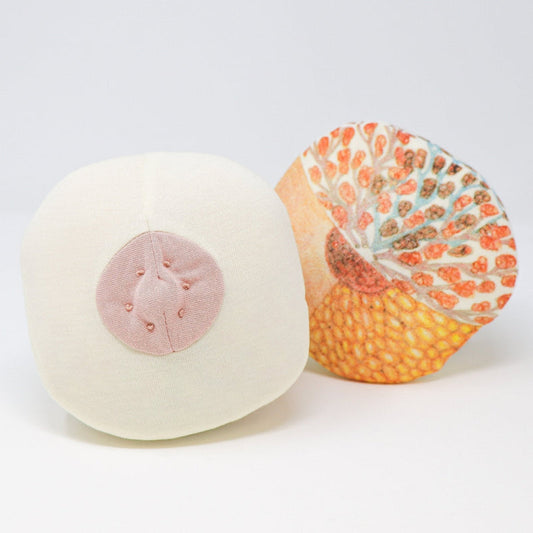 Cloth Breast Model