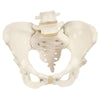 Pelvis Model ~ Adjustable Screws