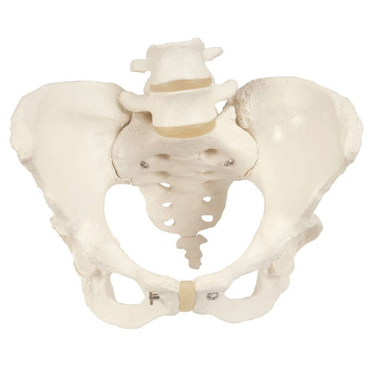Pelvis Model ~ Adjustable Screws