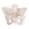 Pelvis Model ~ Bungee Flexible