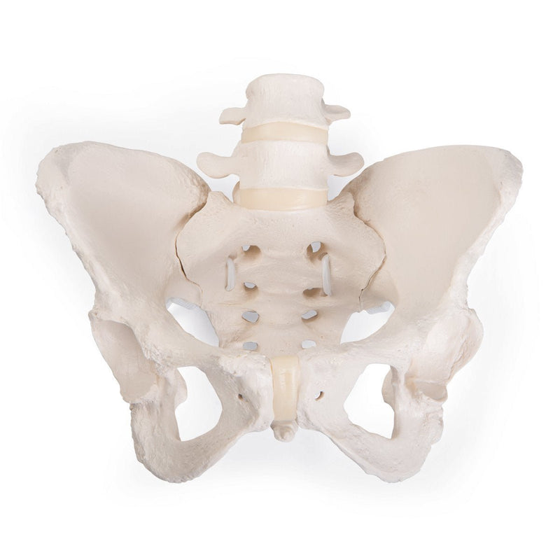 Pelvis Model ~ Bungee Flexible