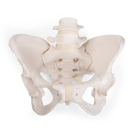 Pelvis Model ~ Bungee Flexible