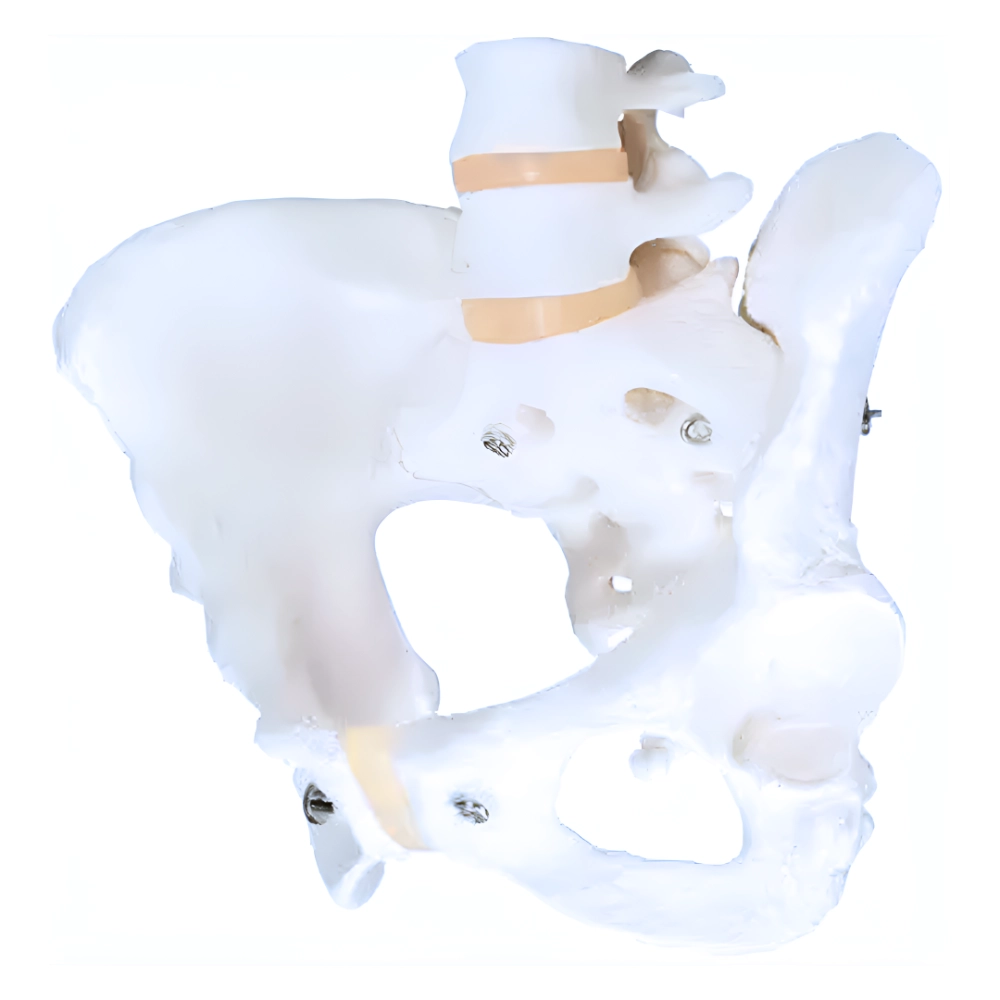Anatomy Pelvis Model - With Adjustable Screws