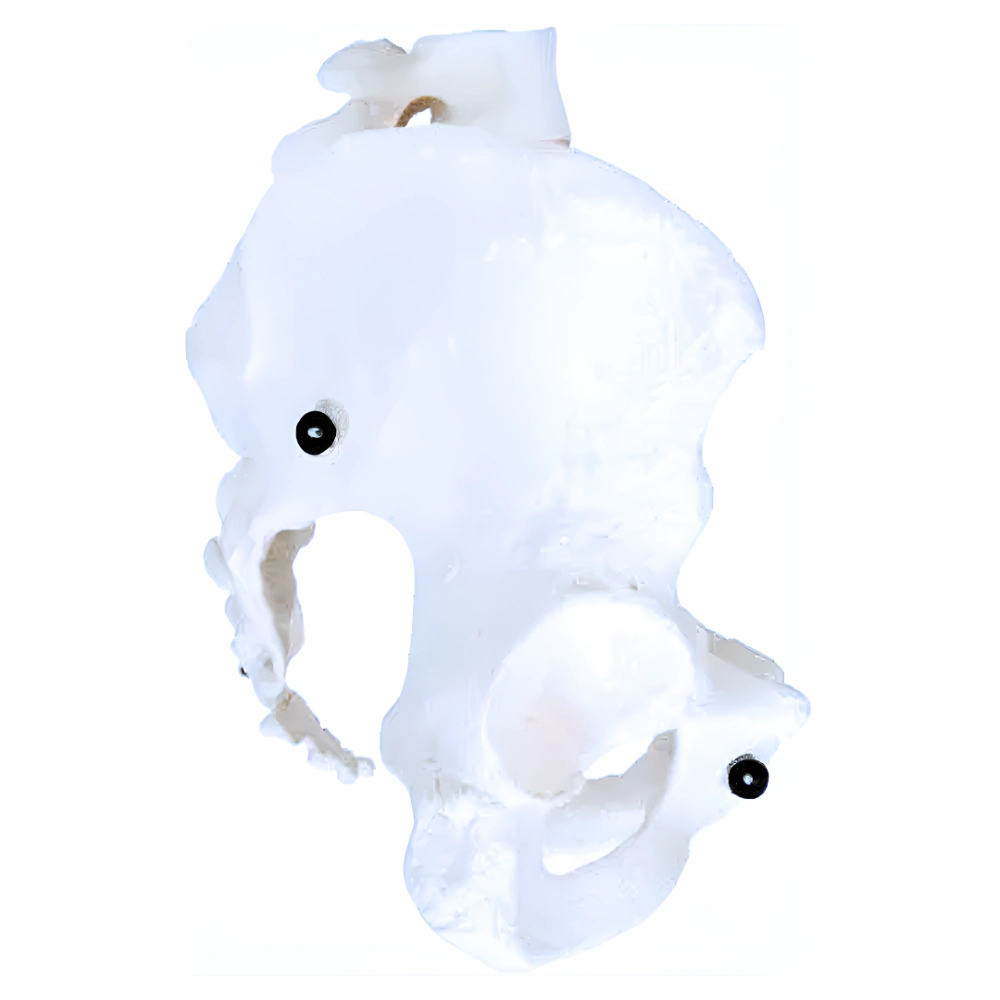 Human Pelvis Skeleton Model (Joint Detail)