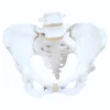 Pelvis Model with Adjustable Screws (Per Each)