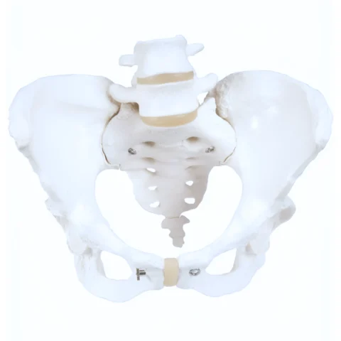 Pelvis Model with Adjustable Screws (Per Each)