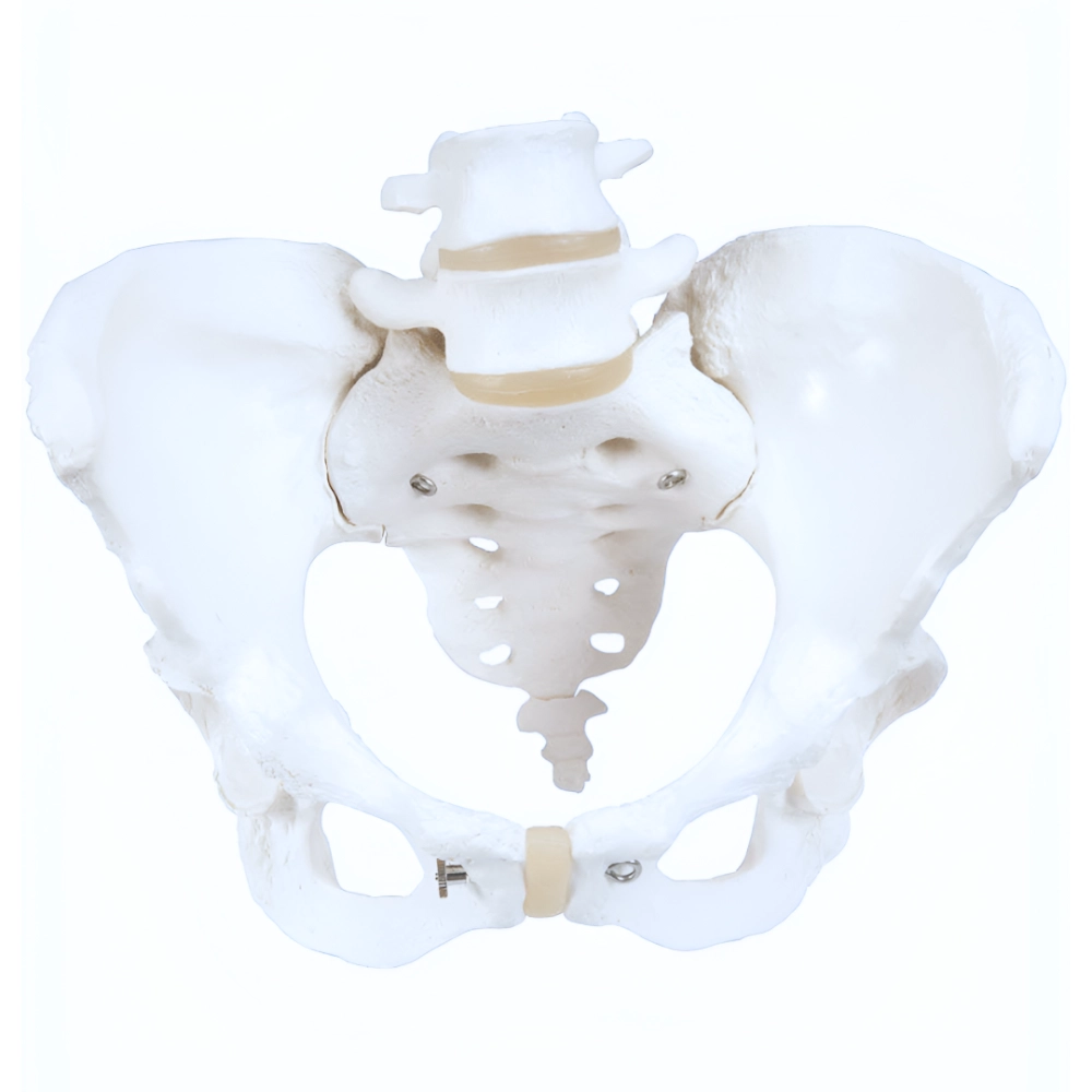 Pelvis Model with Adjustable Screws (Per Each)