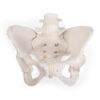 Pelvis Model ~ Bungee Flexible